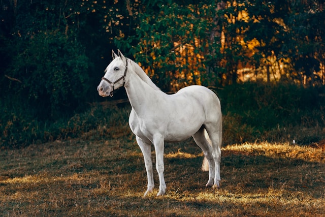 Protecting Your Investment: The 5 Benefits of Horse Mortality Insurance
