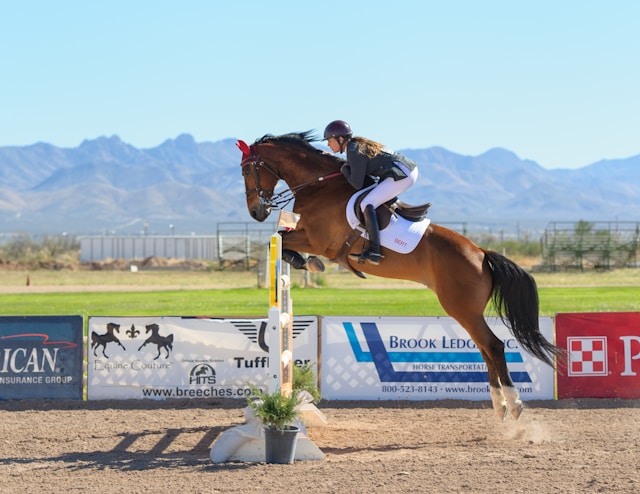 Horse Jump Walls: Boosting Training Techniques for Equestrian Excellence